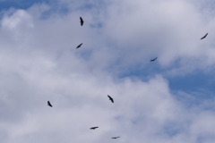 Iguazu Falls - from Argentina