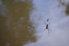 Iguazu Falls - from Argentina
