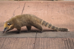 Iguazu Falls - from Argentina
