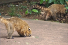 Iguazu Falls - from Argentina