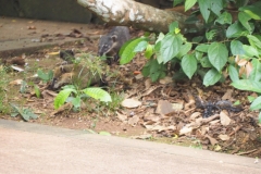 Iguazu Falls - from Argentina