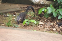 Iguazu Falls - from Argentina
