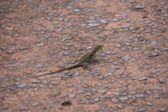 Iguazu Falls - from Argentina