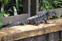 Iguazu Falls - from Argentina