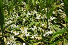 Iguazu Falls - from Argentina