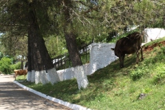 Librazhd Martyrs' Cemetery