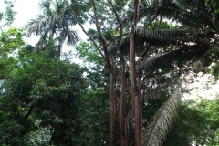 Lubaantun – Belize
