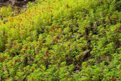 Lubaantun – Belize