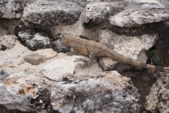 Mayapan - Yucatan