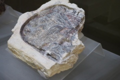 Palenque site museum