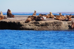 Peninsula Valdes, Argentina