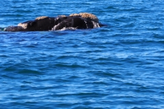 Peninsula Valdes, Argentina