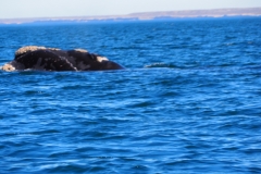 Peninsula Valdes, Argentina