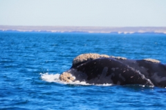 Peninsula Valdes, Argentina