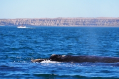 Peninsula Valdes, Argentina