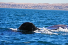 Peninsula Valdes, Argentina