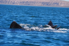 Peninsula Valdes, Argentina
