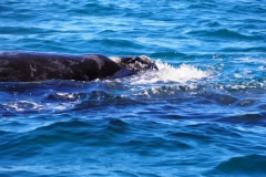 Peninsula Valdes, Argentina