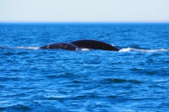 Peninsula Valdes, Argentina
