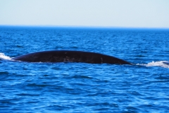 Peninsula Valdes, Argentina