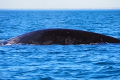 Peninsula Valdes, Argentina