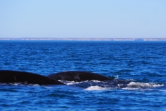 Peninsula Valdes, Argentina