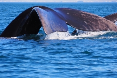 Peninsula Valdes, Argentina