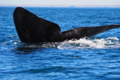 Peninsula Valdes, Argentina