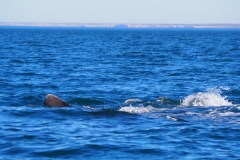 Peninsula Valdes, Argentina
