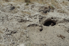 Peninsula Valdes, Argentina