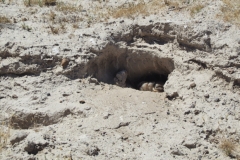 Peninsula Valdes, Argentina