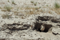 Peninsula Valdes, Argentina