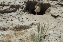 Peninsula Valdes, Argentina