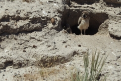 Peninsula Valdes, Argentina