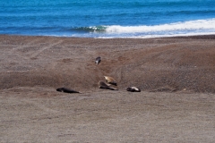 Peninsula Valdes, Argentina