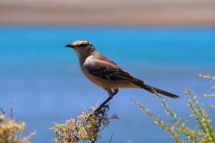 Peninsula Valdes, Argentina