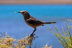 Peninsula Valdes, Argentina