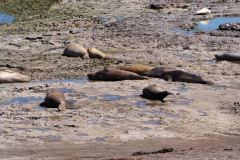 Peninsula Valdes, Argentina