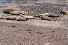 Peninsula Valdes, Argentina
