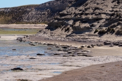 Peninsula Valdes, Argentina