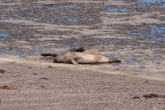 Peninsula Valdes, Argentina