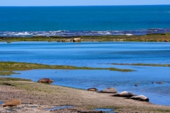 Peninsula Valdes, Argentina