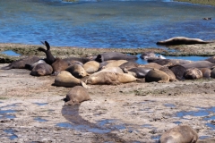 Peninsula Valdes, Argentina