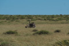 Peninsula Valdes, Argentina