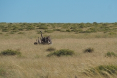Peninsula Valdes, Argentina