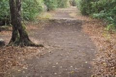 San Gervasio - Cozumel