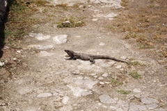 San Gervasio - Cozumel