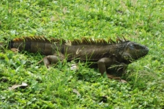 Santa Rita Corozal - Belize