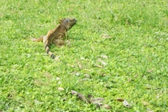 Santa Rita Corozal - Belize