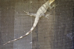 Santa Rosa Xtampak - Campeche